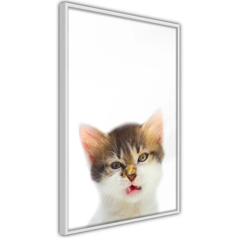 Poster Funny Kitten