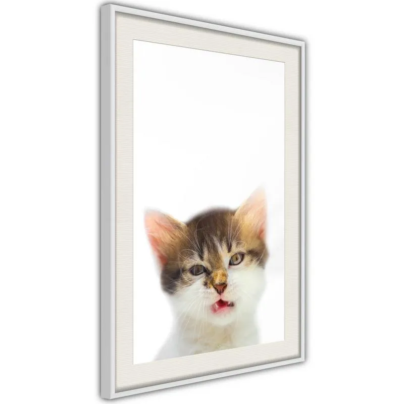 Poster Funny Kitten