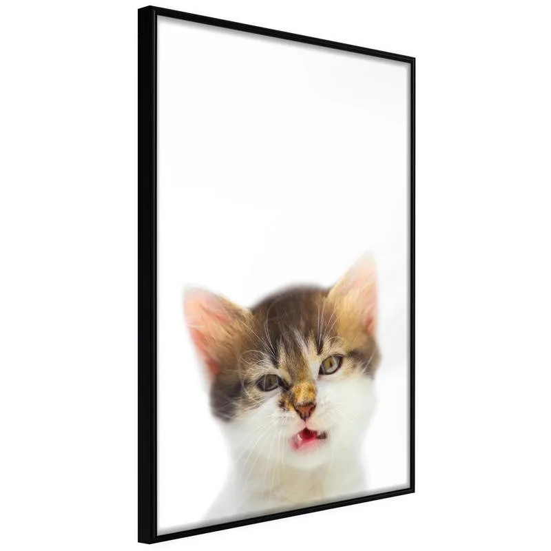 Poster Funny Kitten